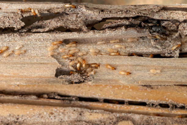 Flea Control Services in Baldwin, LA