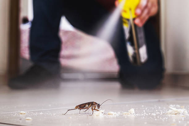 Best Cockroach Control Services  in Baldwin, LA